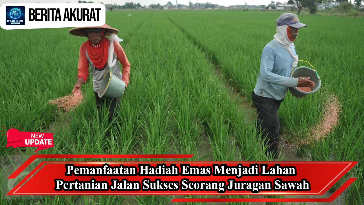 Pemanfaatan Hadiah Emas Menjadi Lahan Pertanian, Jalan Sukses Seorang Juragan Sawah