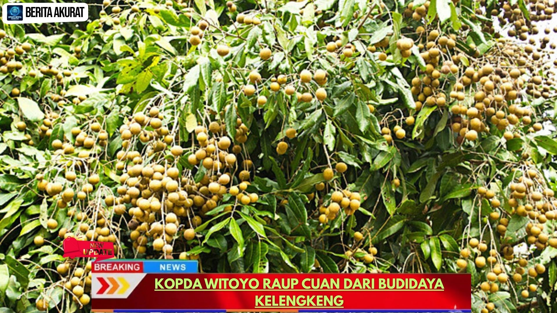 Kopda Witoyo Raup Cuan dari Budidaya Kelengkeng