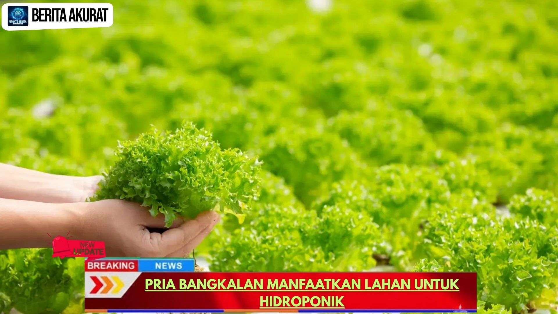 Pria Bangkalan Manfaatkan Lahan untuk Hidroponik