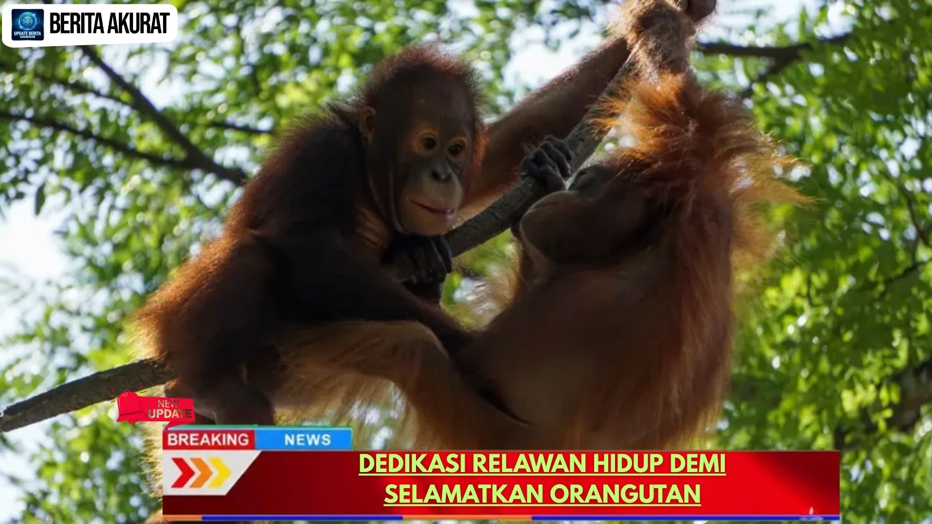Dedikasi Relawan Hidup Demi Selamatkan Orangutan